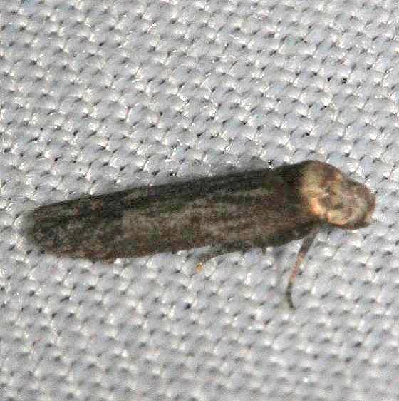 1171.97 Unidentified Asaphocrita-southeastern-species-BG-Kissimmee Prairie St Pk Fl 3-11