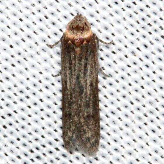 1171.97-Unidentified-Asaphocrita-southeastern-species-BG-Kissimmee-Prairie-St-Pk-Fl-3-11-132