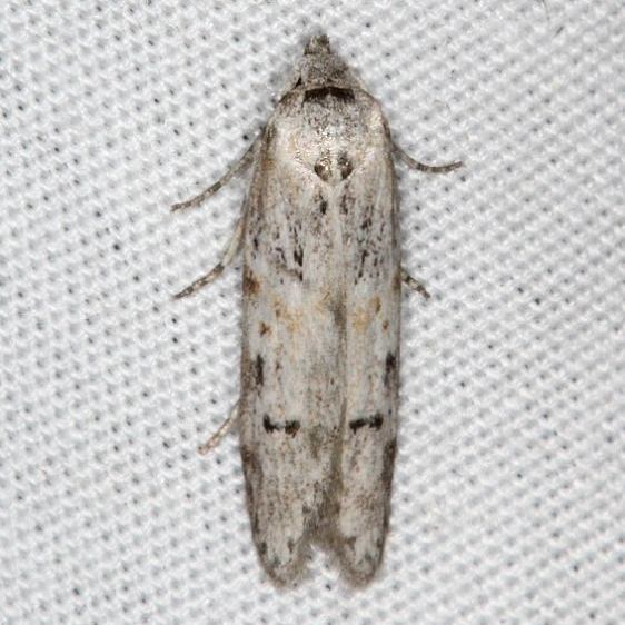 1174.97 Asaphrocrita unidentified-species-two-Campsite-119-Falcon-St-Pk-BG-10-22-16_opt