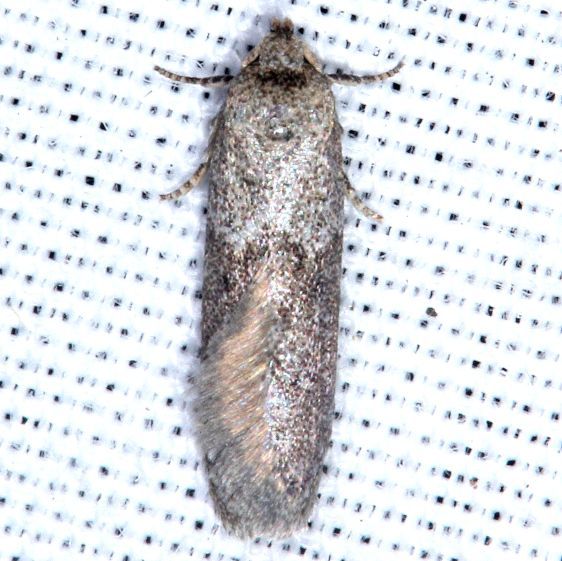 1174.97 Unidentified Asaphocrita BG-Tomoka-St-Pk-Fl-3-26-25-7