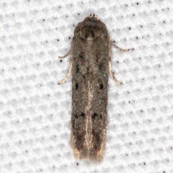1175 Holcocera chalcofrontella BG yard 8-14-19