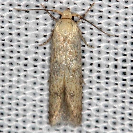 1175 Holcocera chalcofrontella Thunder Lake Mich UP 6-22-13