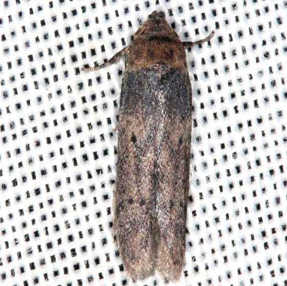 1178 Holcocera crassicornella-Collier-Seminole St Pk 2-25-14