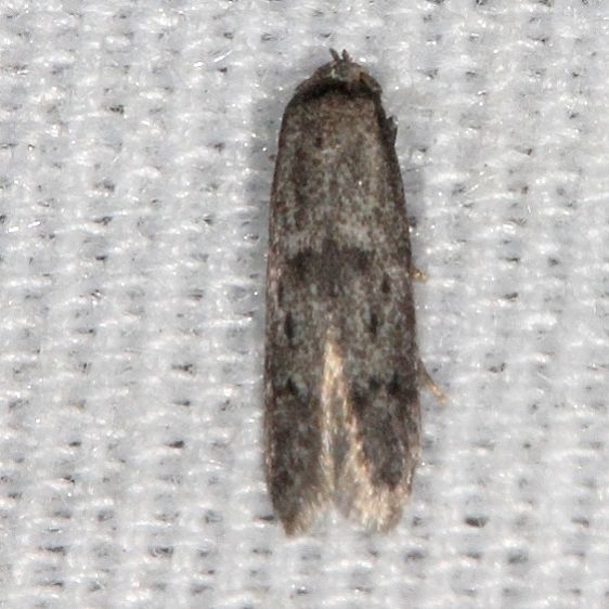 1208 Hypatopa punctiferella Big Lagoon St Pk Fl 9-15-18  (23)_opt