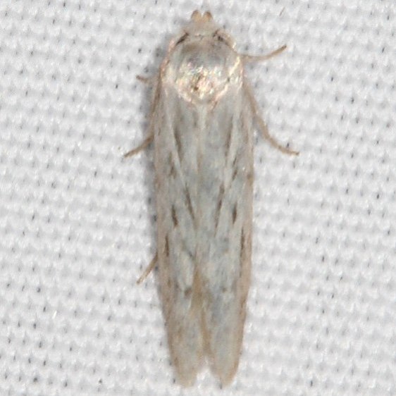 1218 Hypatopa vestaliella BG yard 7-31-20