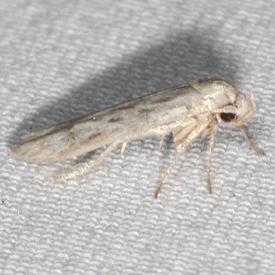 1218-Hypatopa-vestaliella-BG-yard-7-31-20-13_opt