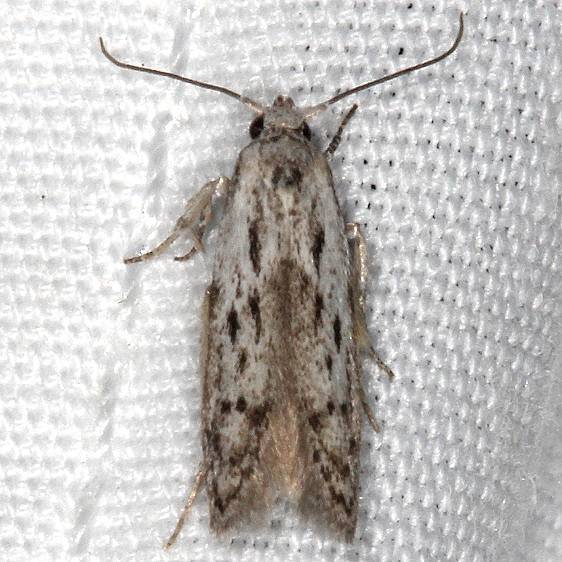 1218 Hypatopa vestaliella BG yard 8-15-19