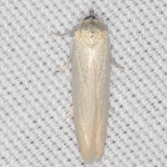 1221 Holcocera immaculella Bear Isaland Big Cypress Preserve Fl 2-28-21