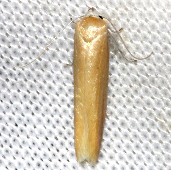 1221 Holcocera immaculella Kissimmee Prairie St Pk 3-12-13