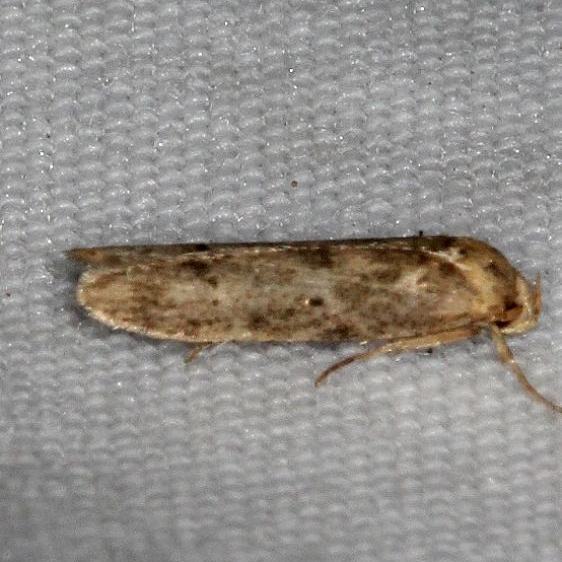1225.97-Unidentifeid-Holcocera-Moth-BG-Desoto-State-Park-Alabama-9-9-18-2_opt