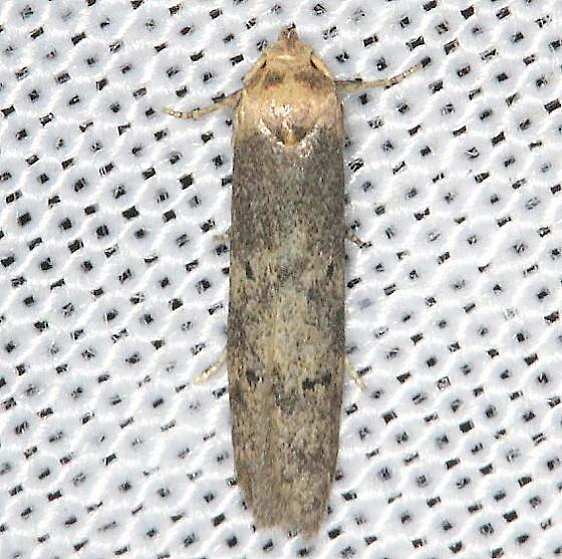 1225.97 Unidentified Holcocera Moth BG yard 8-23