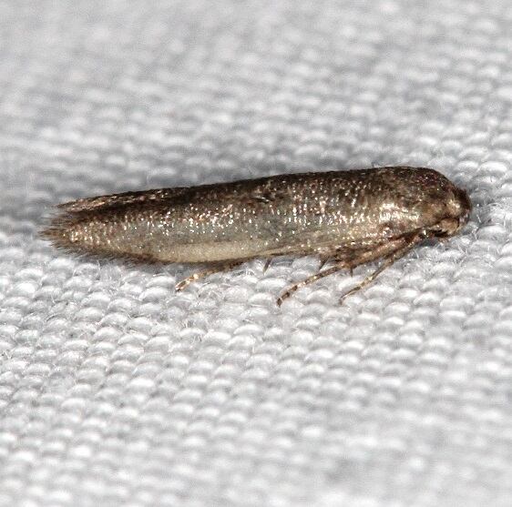 1227-Pigritia-fidella-BG-Lake-Kissimmee-St-Pk-Fl-2-27-22-2