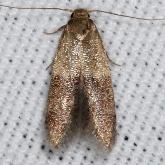 1232 Pigritia laticapitella BG yard 7-31-19