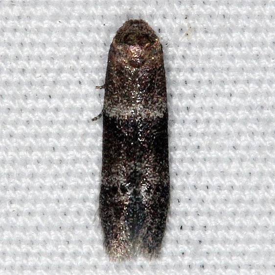 1238.98 Unidentified Pigritia-Moth-BG-Collier-Seminole-St-Pka-3-6-15-109_opt