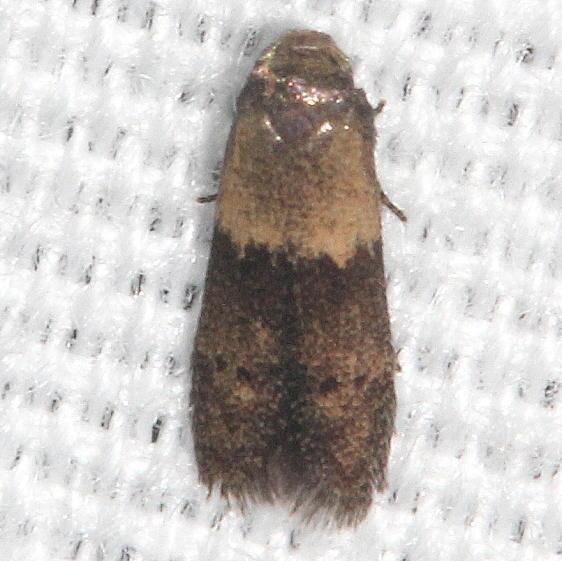 1246 Pigratia murteldtella tentative Coyote Run Preserve 8-2-19