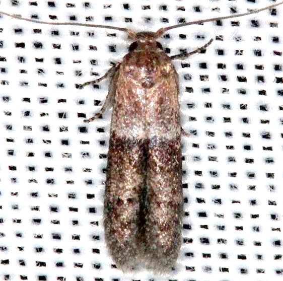 1246 Pigritia murtfeldtella Collier Seminole St Pk 2-25-14