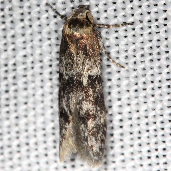 1253.98 Unidentified Blastobasid Moth Thunder Lake Mich UP 6-25-13