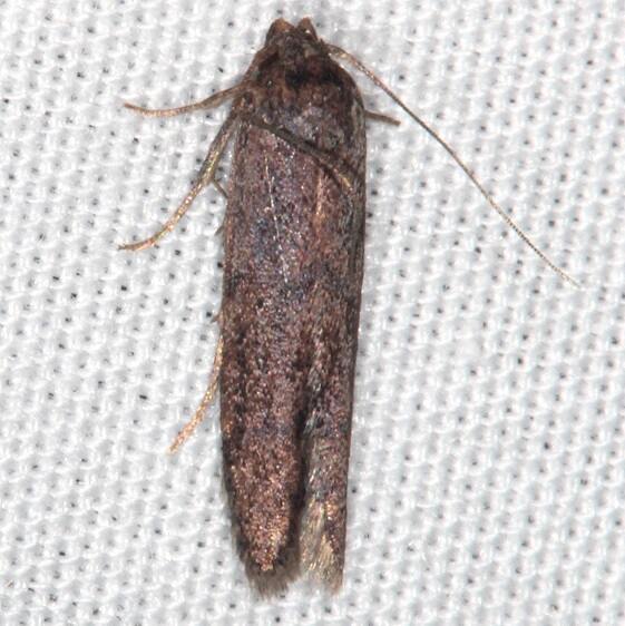 1253.98 Unidentified Blastobasid2-27-21