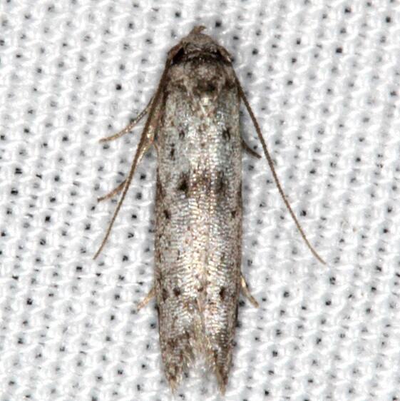 1253.98 Unidentified Blastobasid Hopkins Prairie Fl 3-13-21