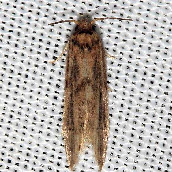 1253.98 Unidentified Blastobasid Moth BG Lake Kissimmee St Pk Fla 2-26-13 (78)_opt