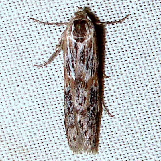 1253.98 Unidentified Blastobasid Moth yard 8-14-11 (5)_opt