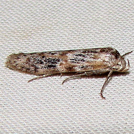 1253.98 Unidentified Blastobasid Moth yard 8-14-11 (6)_opt