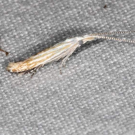 1256 Coleophora tiliaefoliella Burr Oak Cove Wayne Natl Forest Oh 8-4-18 (28)_opt