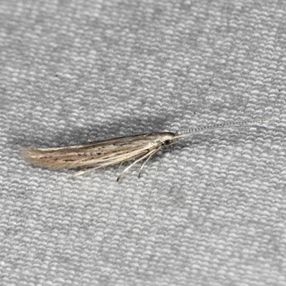 1256 Coleophora tiliaefoliella Little Manetee River St Pk 3-10-15