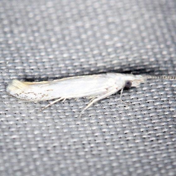 1257 American Pistol Casebearer Moth Shawnee St Pk Oh 6-15-13