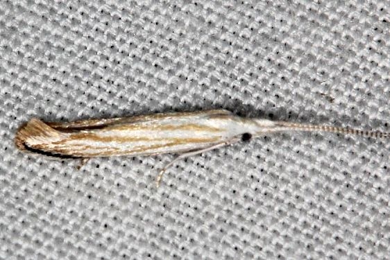 1258 Coleophora albovanescens tentative BG Suwanee River St Pk Fl 9-21-18 (18)_opt