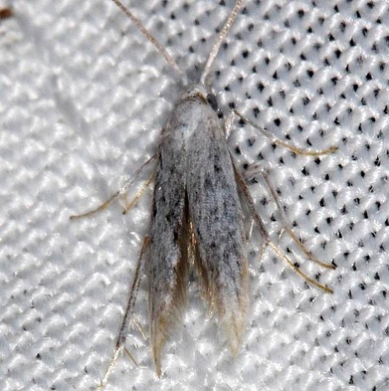 1260 Speckled Casebearer Moth Lake of the Woods Ontario 7-23-16 (22a)_opt