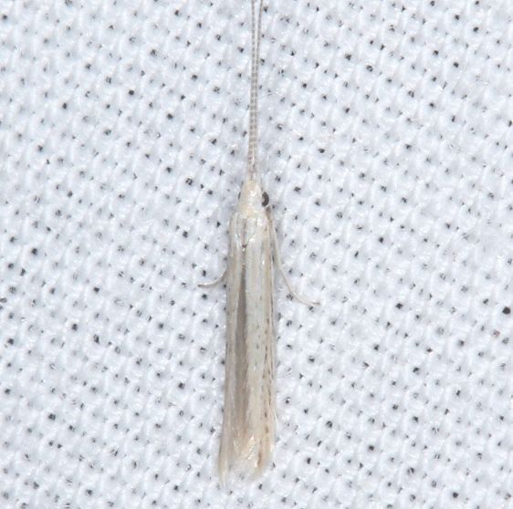 1261-Coleophora-querciella-or-unidentified-Collier-Seminole-St-Pk-Fl-3-19-25-13