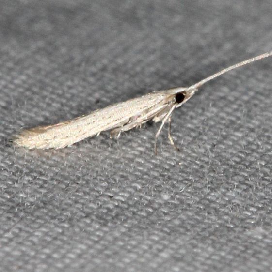 1261-Coleophora-querciella-or-unidentified-Collier-Seminole-St-Pk-Fl-3-19-25-14