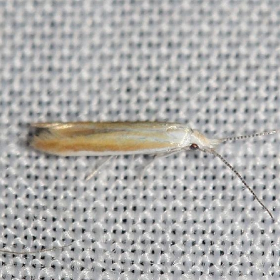 1283 Coleophora cretaticostella Schivley Fen Logan Co Oh 6-12-12