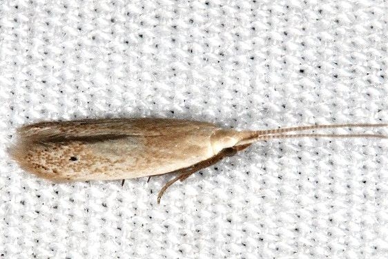 1288 Coleophora manitoba tentative  BG Baders Palm Coast Fl 9-29-18 (7)_opt
