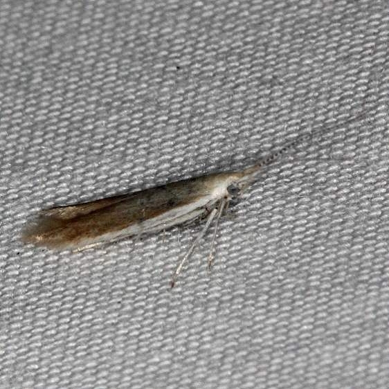 1289 Coleophora accordella yard 6-12-14