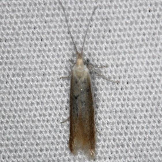 1289 Coleophora accordella yard 6-12-14