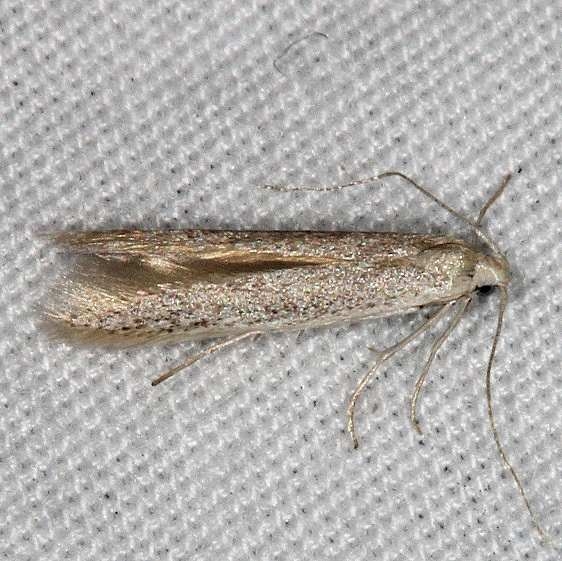 1298.97 Unidentified Coleophora Moth Moab RV Resort Moab Utah 6-4-17 (28)_opt