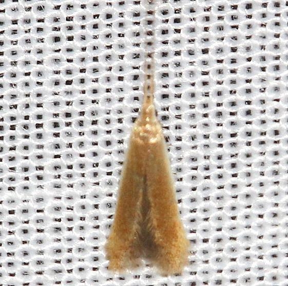 1301.1 Coleophora limosipennella yard 6-19-12