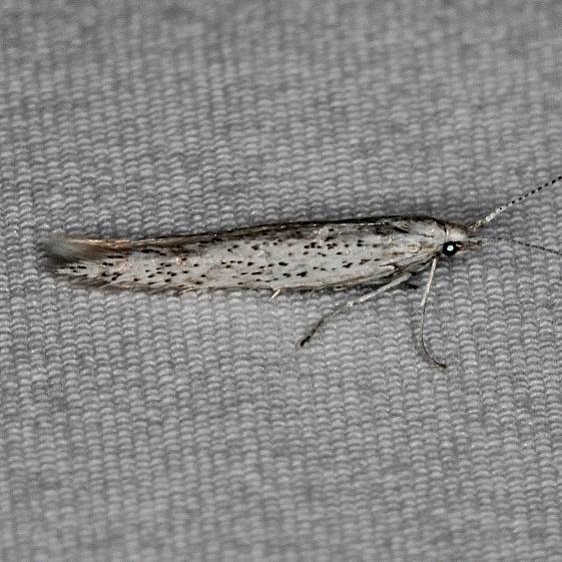 1305 Coleophora gluacella Mesa Verde Natl Pk Colorado 6-10-17 (19)_opt