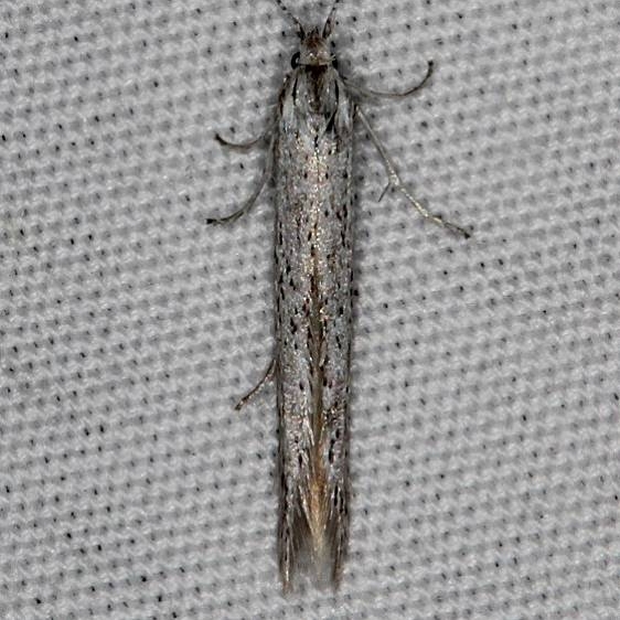 1305 Coleophora gluacella Mesa Verde Natl Pk Colorado 6-10-17 (20)_opt