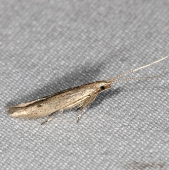 1309 Coleophora irroratella tentative yard 8-29-15 (22)a_opt