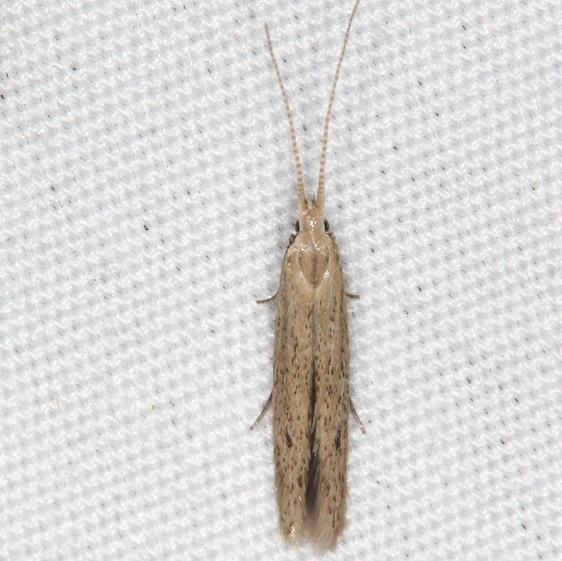 1309 Coleophora irroratella tentative yard 8-29-15