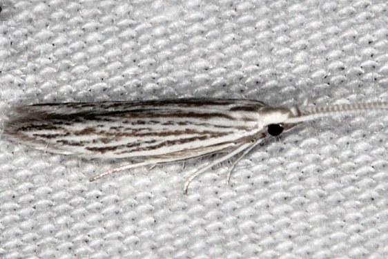 1312 Coleophora asterosella tentative BG Big Lagoon St Pk Fl 9-12-18 (66)_opt