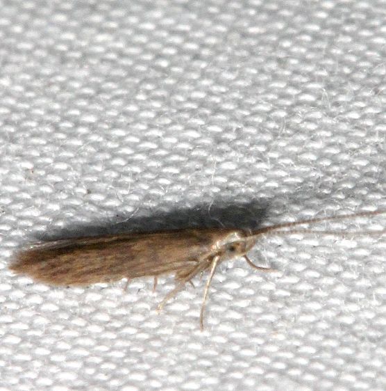 1315.97-Unidentified-Coleophora-BG-Paynes-Prairie-St-Pk-Fl-3-23-25-77