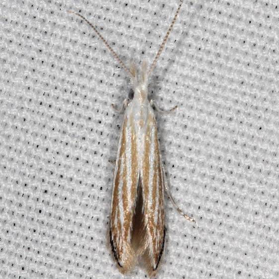 1321 Coleophora mcdunnoughiella Lake Kissimmee St Pk Fl 11-21-19