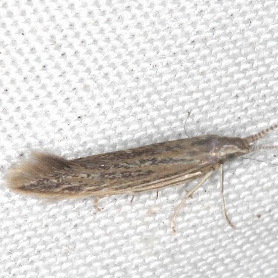 1336 Coleophora texanella yard 7-23-20