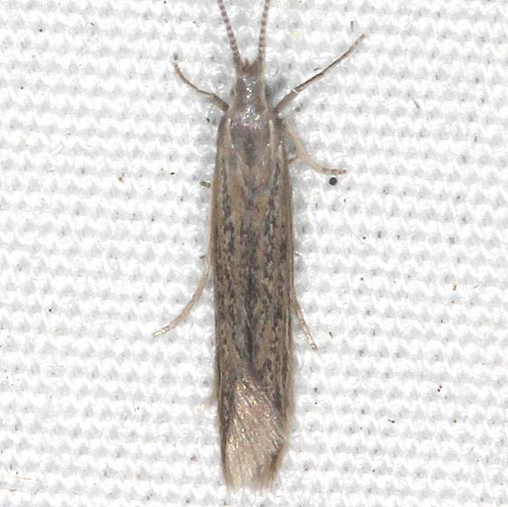 1336-Coleophora-texanella-yard-7-23-20-9_opt