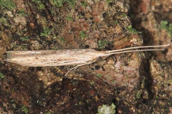 1349 Coleophora lineapulvella BG yard  8-15-20