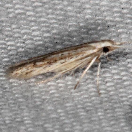 1349 Coleophora lineapulvella tentative Silver Springs St Pk Fl 9-24-18 (37)_opt